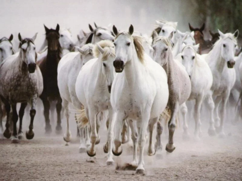 horses-gallop.webp
