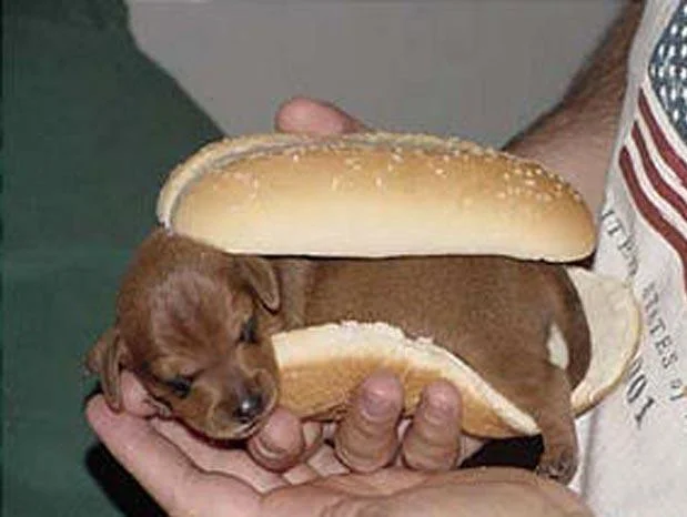 hotdogqt8.webp
