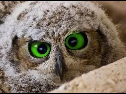hqdefault.webp