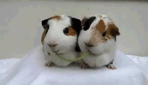 https__vk_com_gif_fak (13).gif