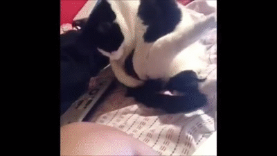 https__vk_com_gif_fak (2).gif