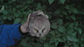 https__vk_com_gif_fak (40).gif