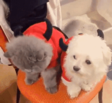 https__vk_com_gif_fak (57).gif