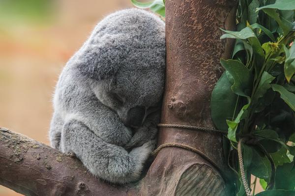 hug-koala-need-a-hug-sad-Favim.com-3404319.jpg