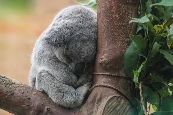 hug-koala-need-a-hug-sad-Favim.com-3404319.webp