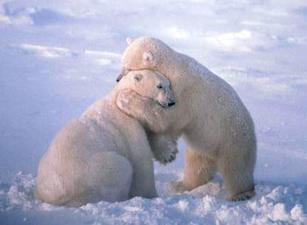 hugging_polar_bears-1449.jpg