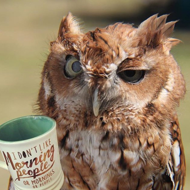 hungover-owls21.jpg