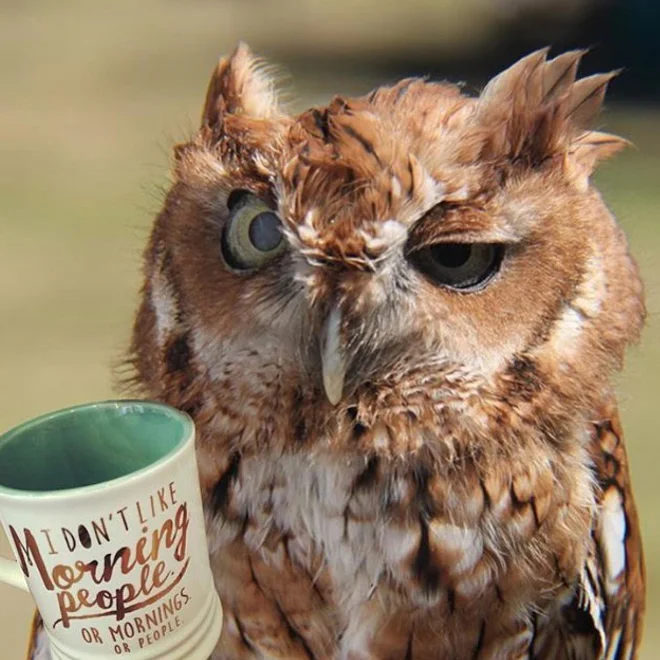 hungover-owls21.webp