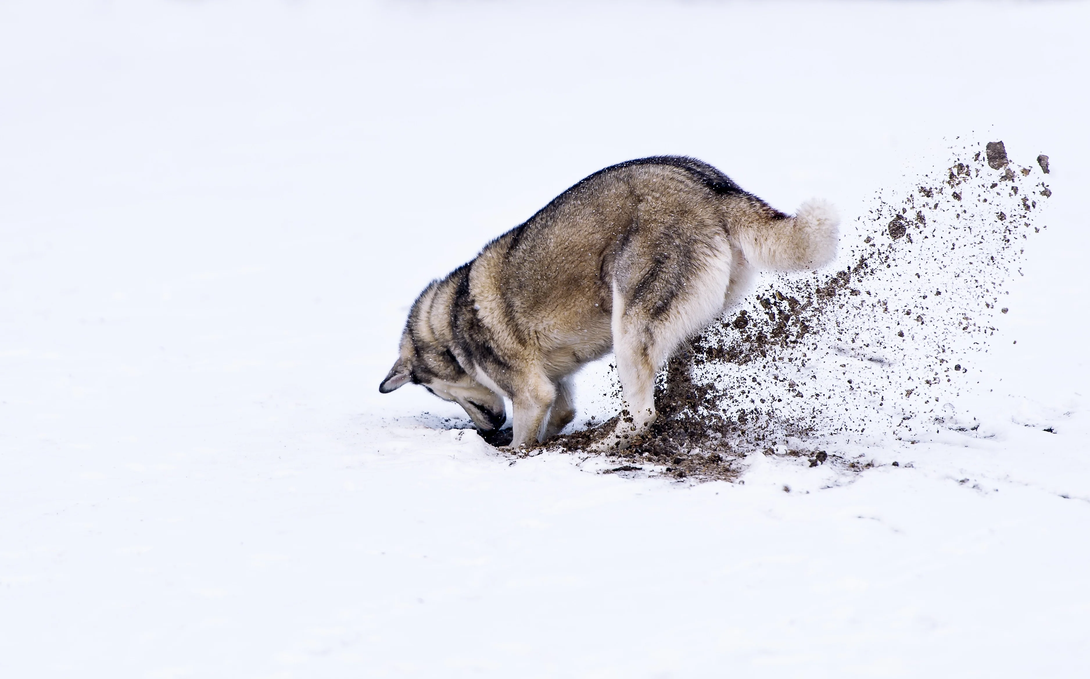 husky-siberien-creuse-montagne-adobestock-126717964.webp