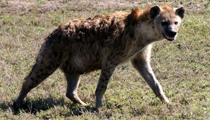 Hyena.webp