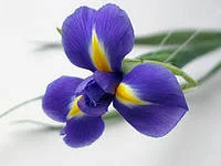 i (7).webp