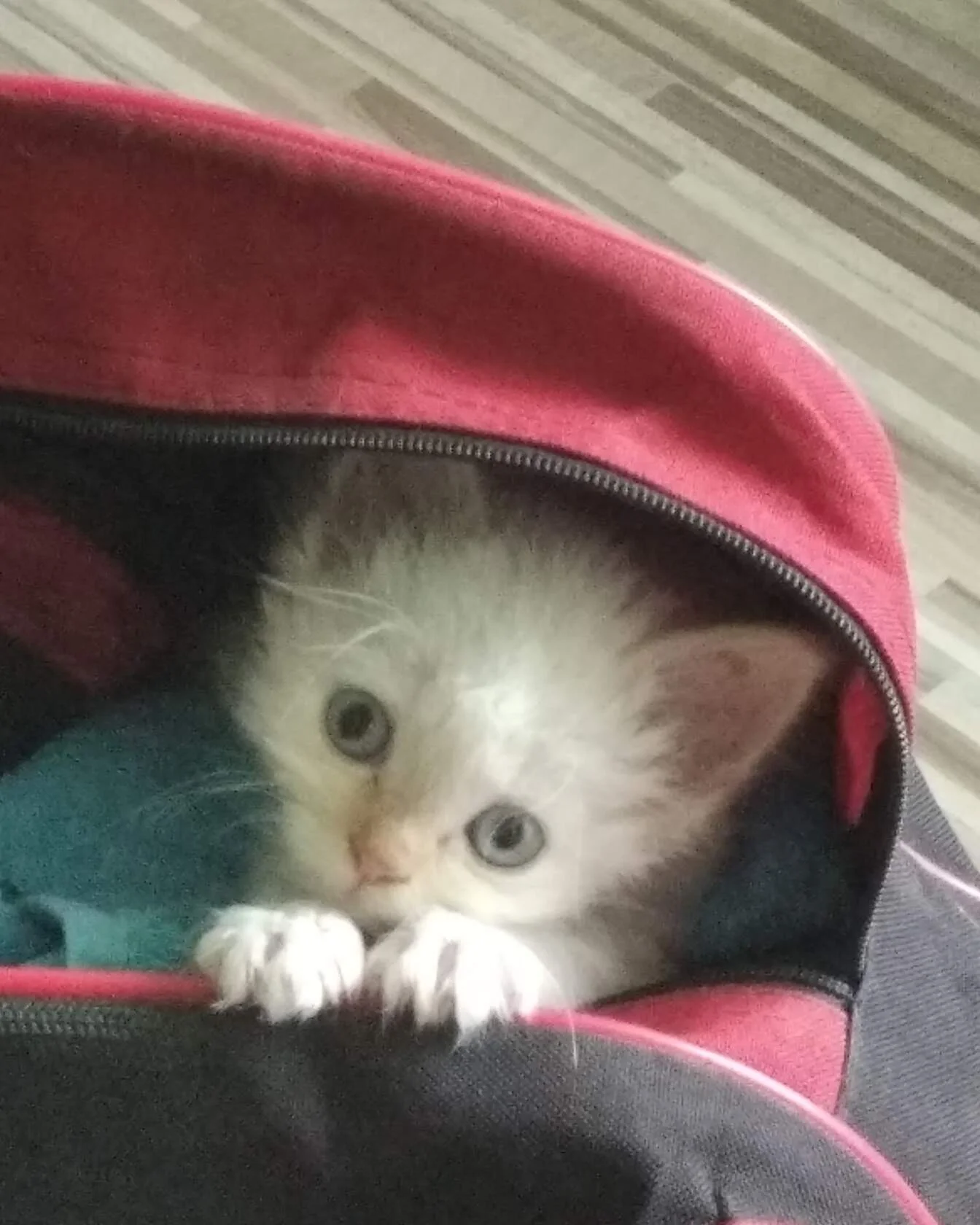 i — копия.webp