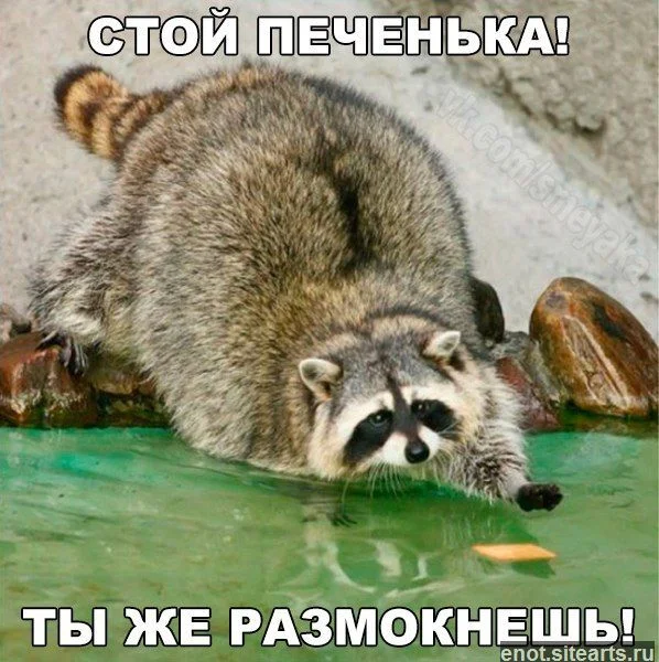 i_pechenka_yapfiles.ru_.webp