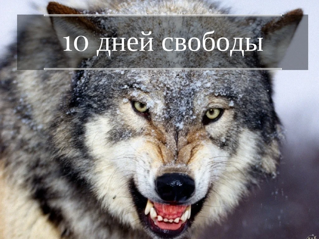 Игорь 10 дней.webp