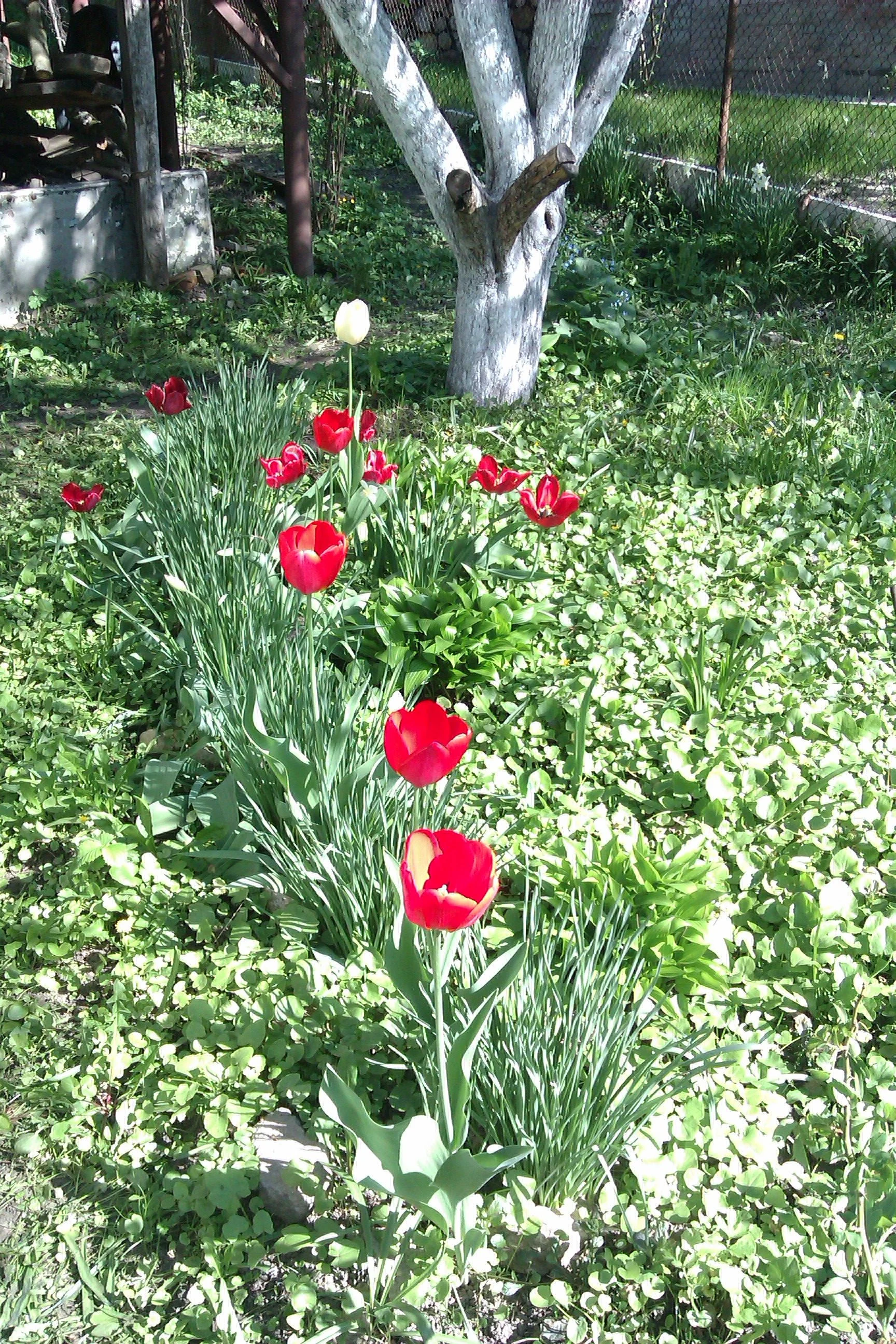 IMAG0123.webp