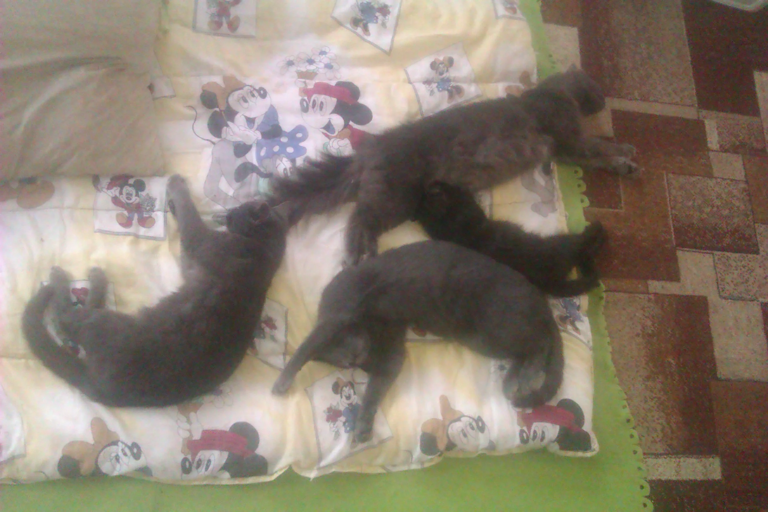 IMAG0792.webp