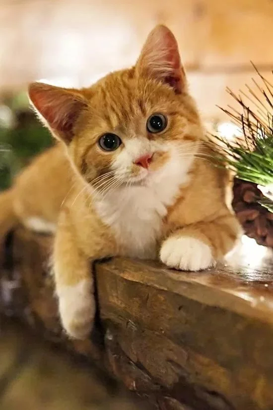 image - 2019-08-26T192415.624.JPG