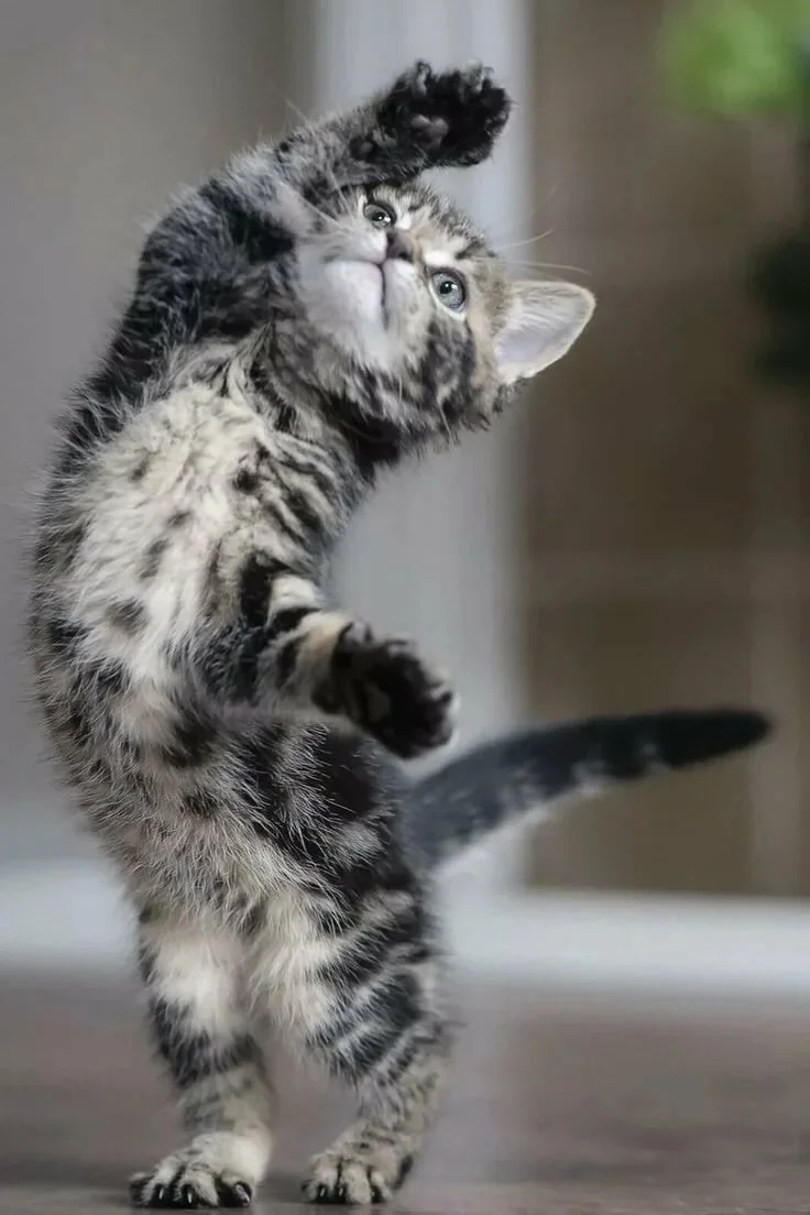 image - 2019-09-29T130856.534.webp