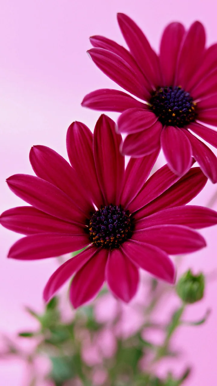 image - 2020-04-11T153028.200.webp