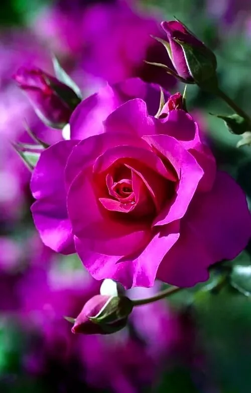 image - 2020-06-21T102225.753.webp