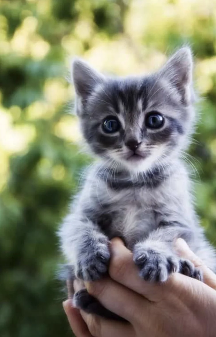 image - 2020-06-22T114821.092.webp