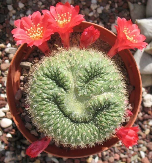 image - 2020-06-25T090455.552.webp