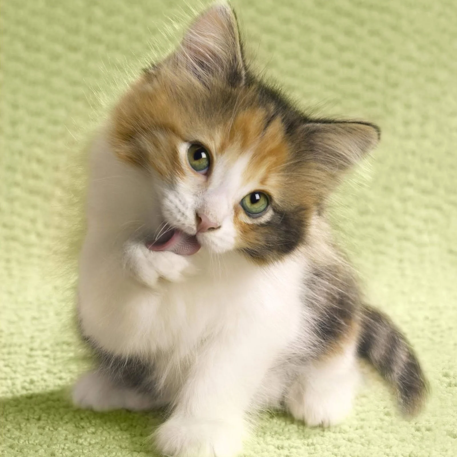 image - 2020-08-23T124855.049.webp