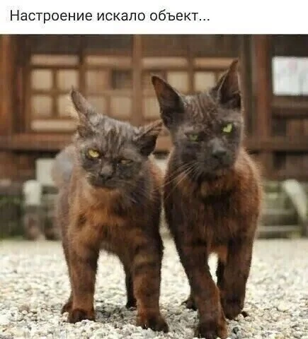 image - 2020-11-27T074340.189.webp