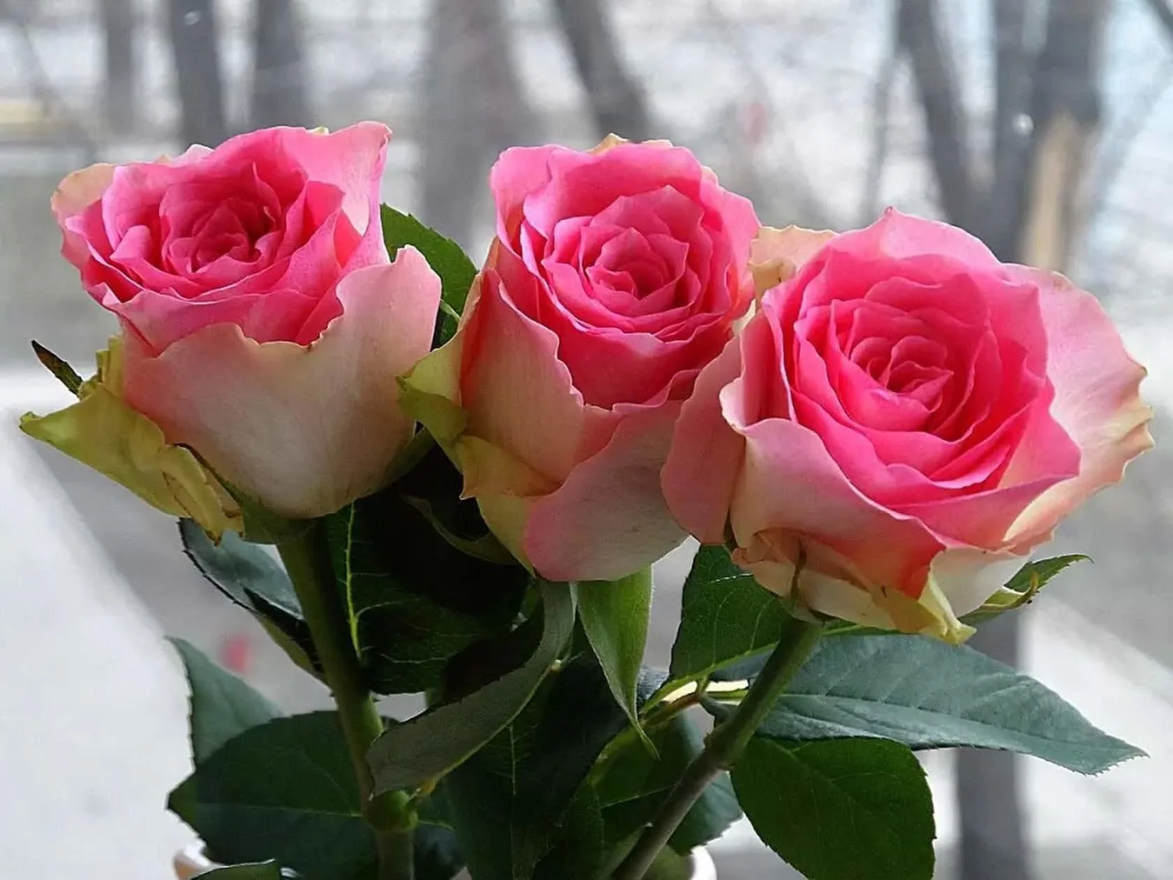 image (5).webp