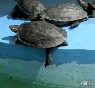 image.gif