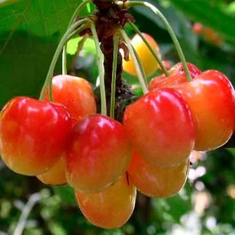 image.webp