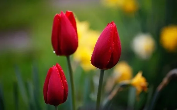 image.webp