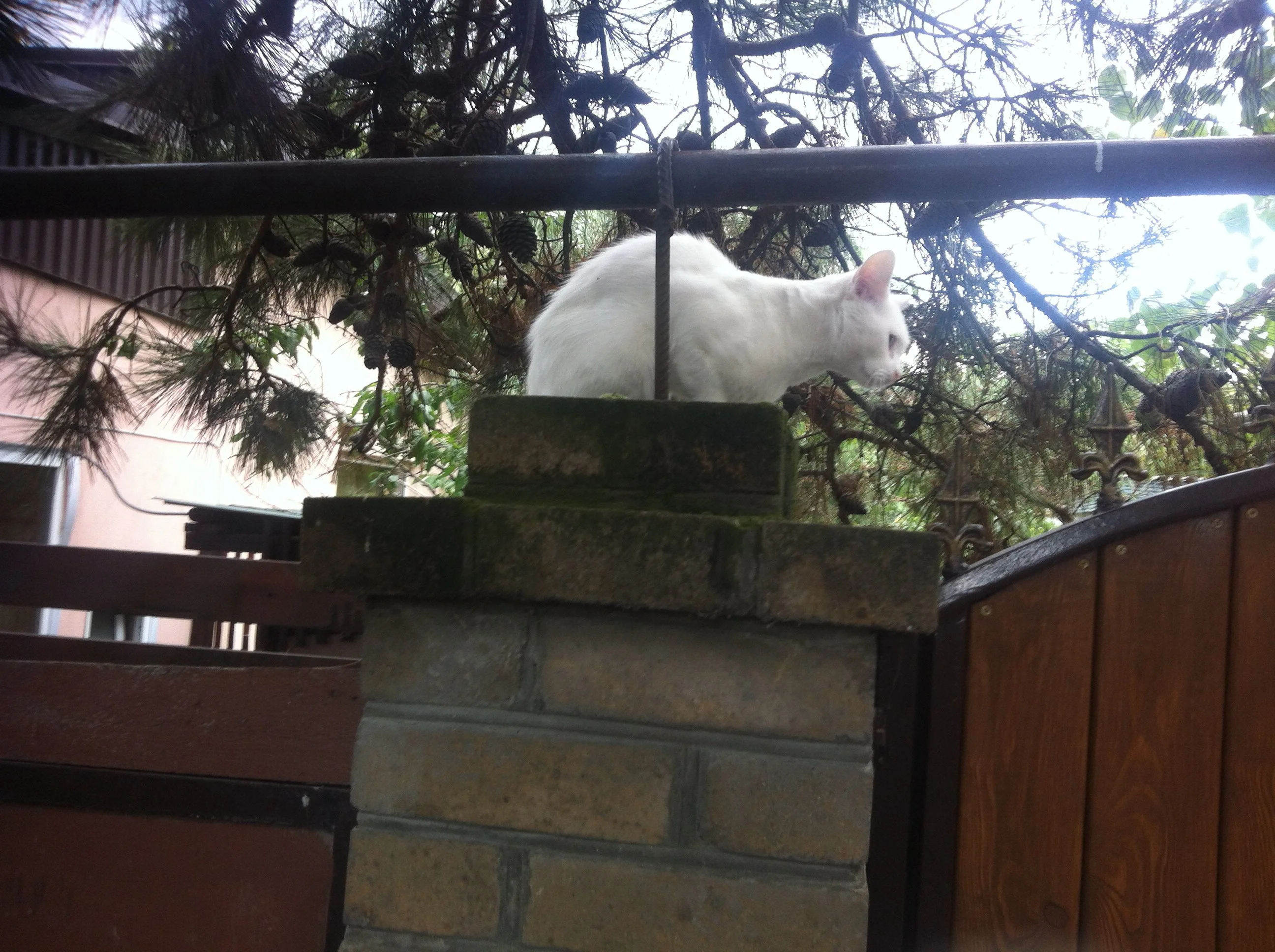 image.webp
