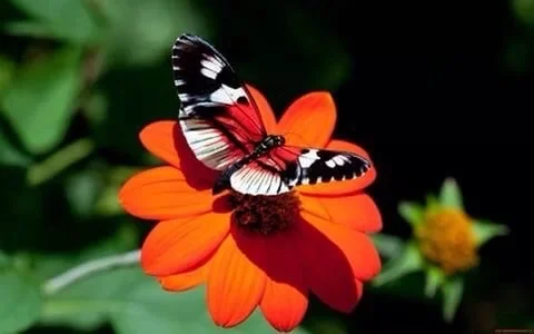 image.webp