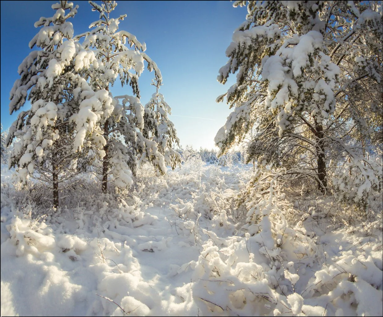 image.webp