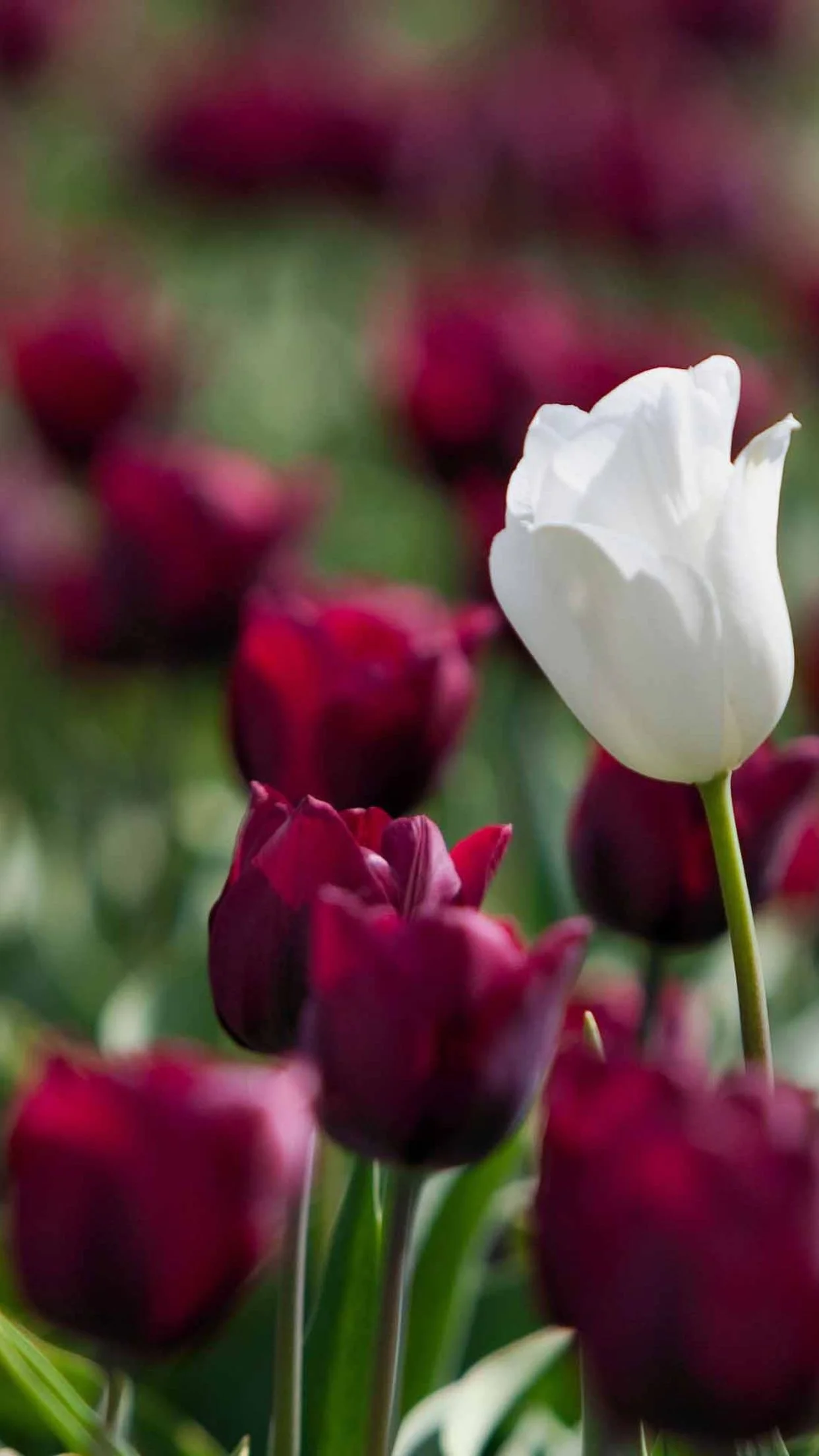 image.webp