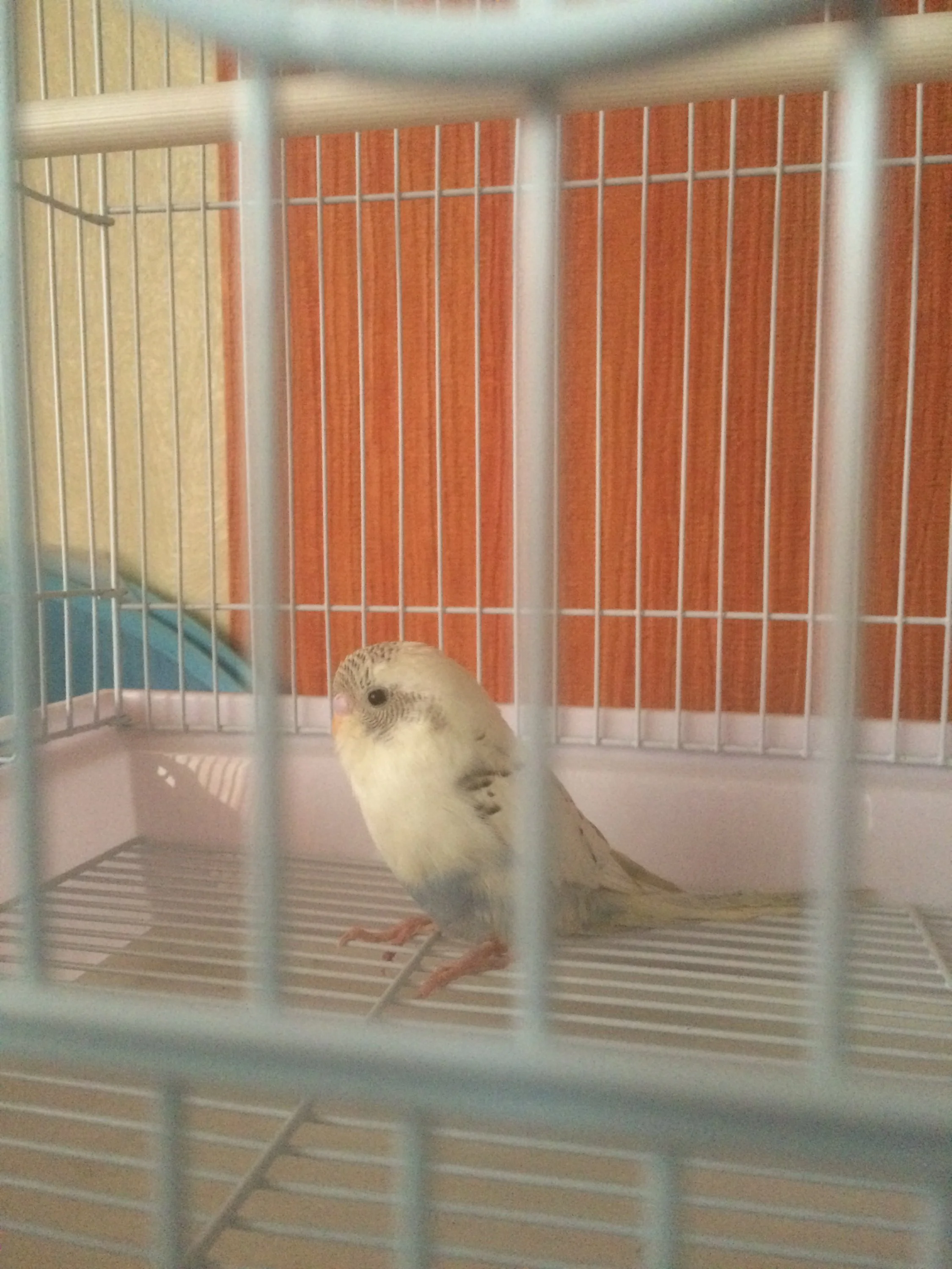 image.webp