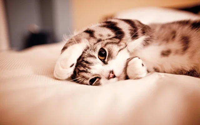 image.webp