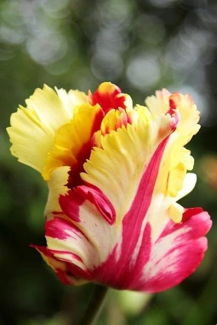 image.webp