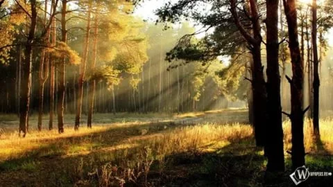image.webp