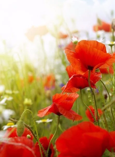 image.webp