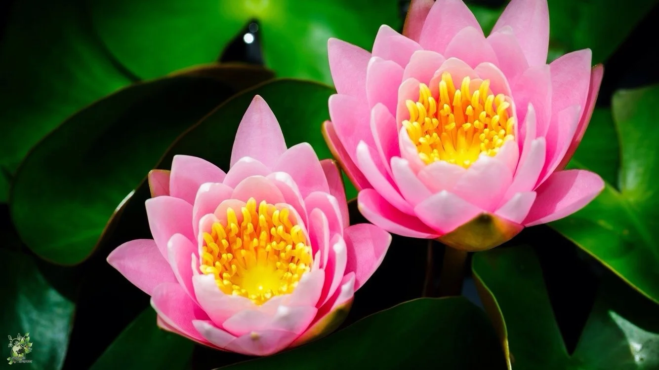 image.webp