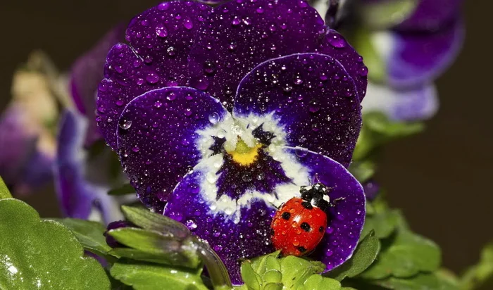 image.webp
