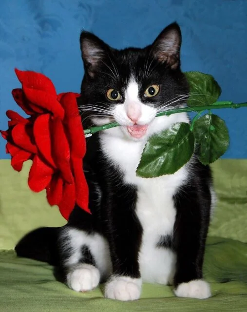image.webp