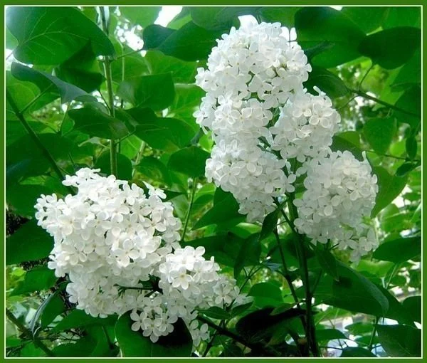 image_gallery.webp