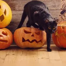 images - 2022-10-30T113452.181.webp