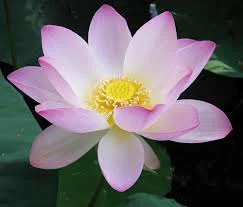 images (4).webp