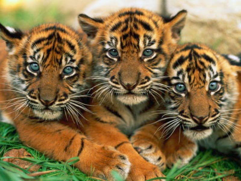 Images-of-tigers-2.jpg