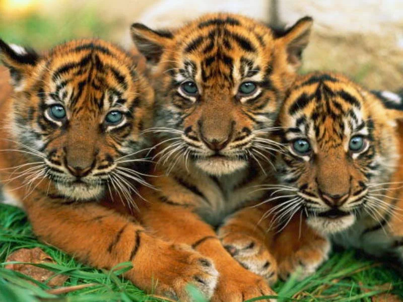 Images-of-tigers-2.webp