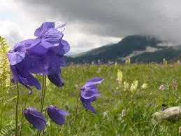 images.webp
